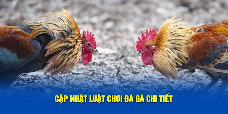 Nắm bắt luật chơi đá gà đầy đủ, chi tiết