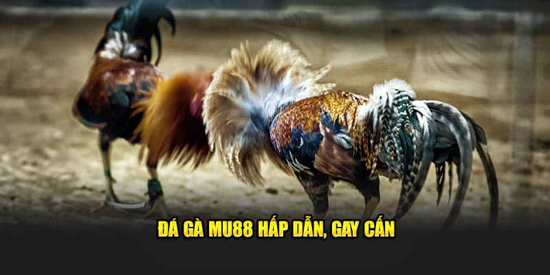 Đá gà MU88 hấp dẫn, gay cấn